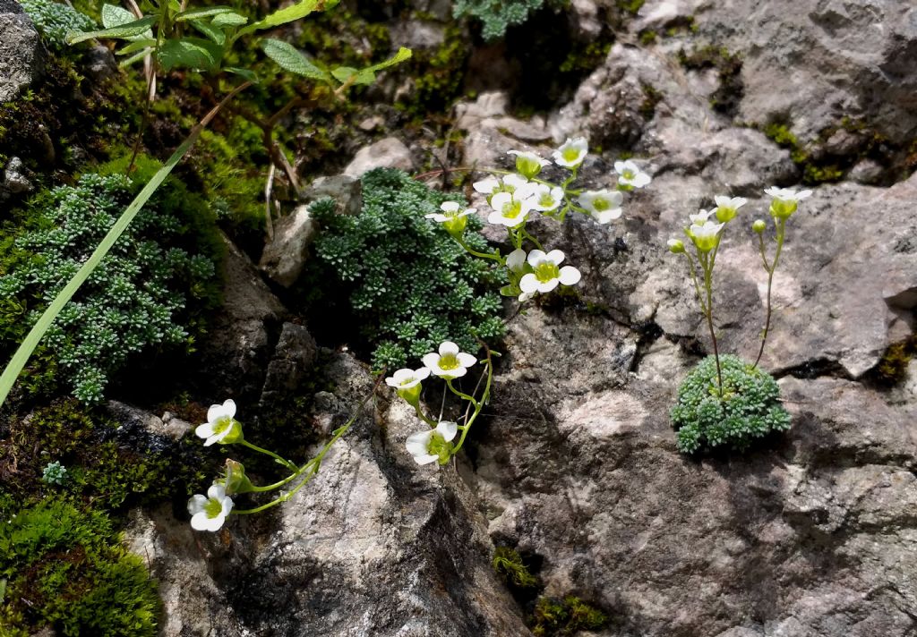 quale Saxifraga?